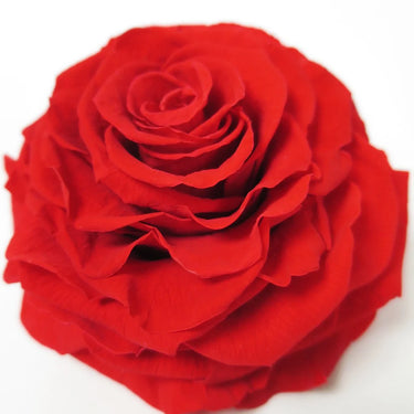 Preserved Rose™